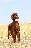 SETTER IRLANDAIS 042